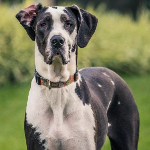 Great dane hot sale red eyes